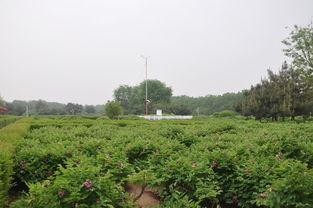 洛阳植物园爆料视频播放 第3张 洛阳植物园爆料视频播放 第3张